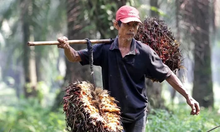 Minat Kerja di Sawit Rendah, Warga Kutim Masih Doyan Tambang