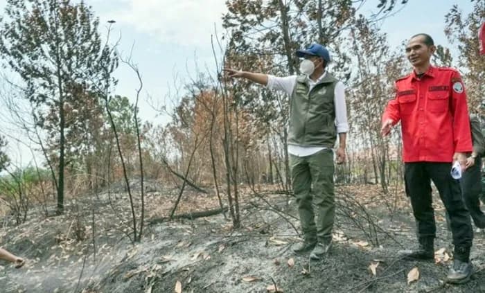 Habitat Orangutan Berau Terancam Karhutla, Menhut Perketat Patroli