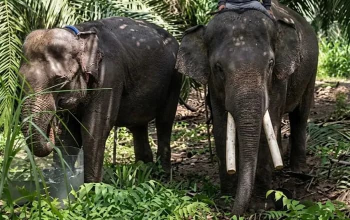 Alasan Dua Gajah Sumatra Harus Diterbangkan Puluhan Kilometer ke Kukar
