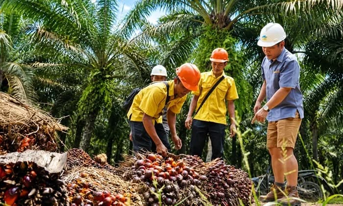 Hilirisasi Sawit Kaltim Timpang, CPO Tembus 4,9 Juta Ton