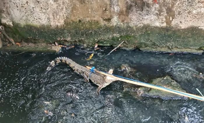 Dikira Sampah, Warga Bontang Kaget Parit Rumah Disambangi Buaya 2 Meter