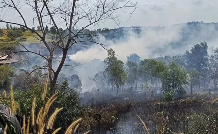 Lahan 4 Hektare di Balikpapan Timur Membara, Tiga Ekor Sapi Berhasil Diselamatkan