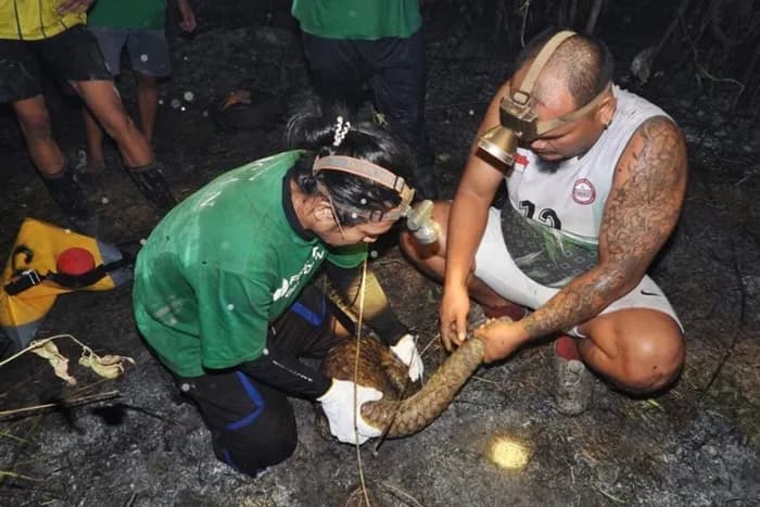 Tragis! Tenggiling Terjebak Kayu Membara di Karhutla Berau, Tulang Kaki Sampai Terlihat