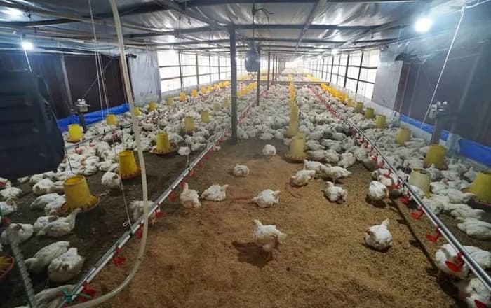Ayam Kutim Kalah Murah dari Jawa, Peternak Butuh 3 Tahun Balik Modal