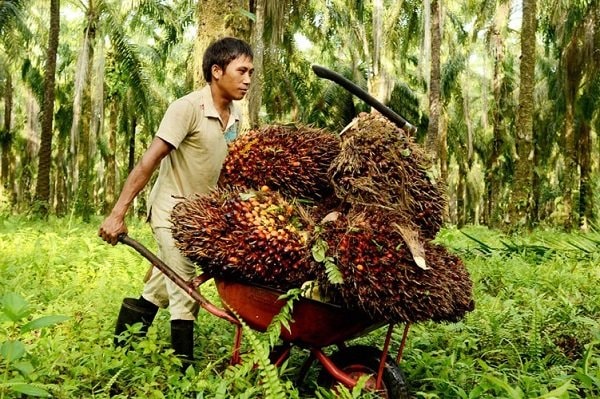 Sektor Perkebunan Kaltim Tempati Posisi Keempat dalam PDRB
