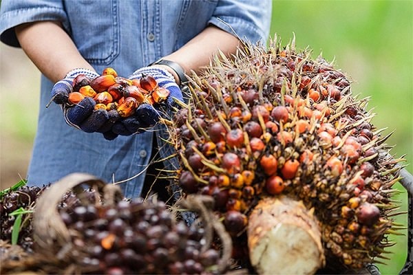 Harga TBS Sawit Kaltim Turun Lagi, Petani Plasma Andalkan Kemitraan