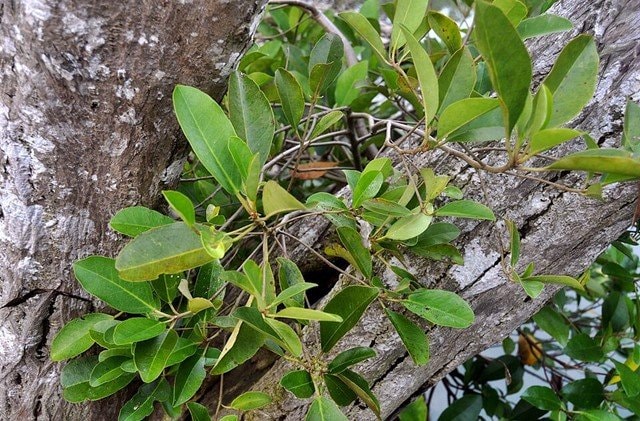Mangrove Langka di Kaltim Masuk Daftar Merah, Habitat Bekantan Terancam