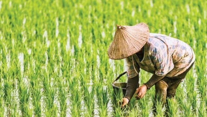Penyerapan Pupuk Subsidi di Penajam Paser Utara Hanya Capai 3.766 Ton