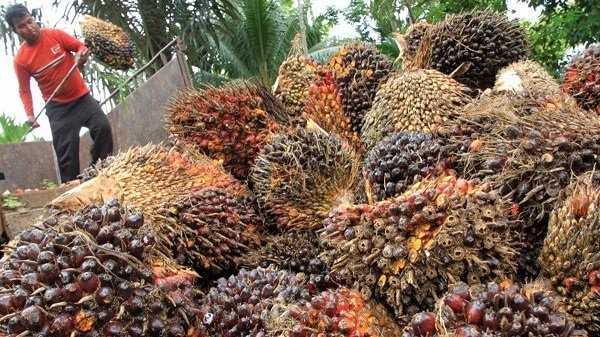 Duh, Harga TBS Sawit Kaltim Periode Agustus Terus Merosot