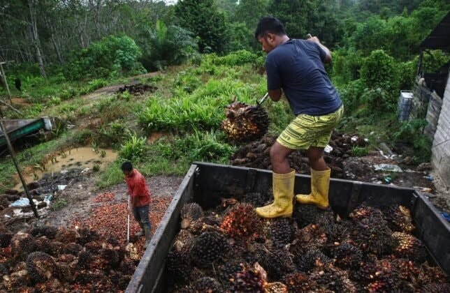 Harga TBS Kelapa Sawit di Kaltim Naik Tajam