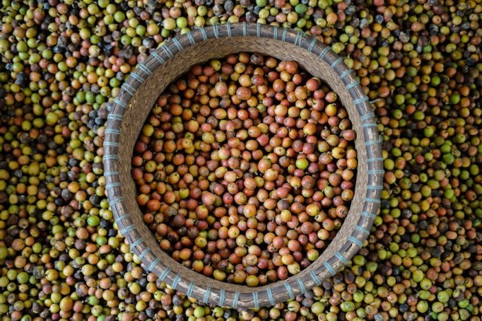 Liberika Kayong, Varietas Kopi Pertama Pulau Kalimantan