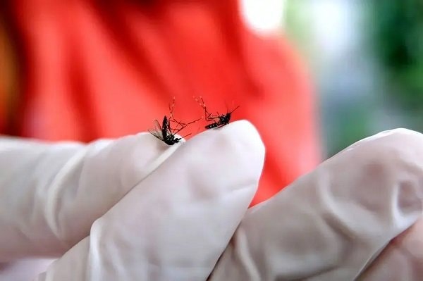 Ember Wolbachia yang Telah Disebar di Kelurahan Satimpo Bertambah, Segini Jumlahnya