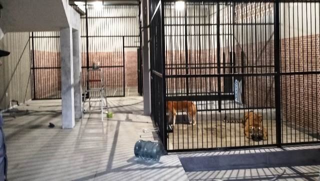 Warga Samarinda Tewas Diterkam Harimau Peliharaan