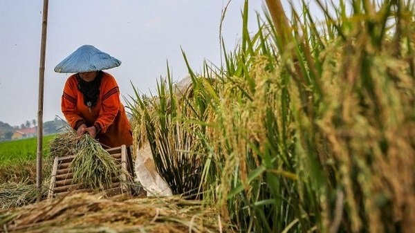 Nilai Tukar Petani di Kaltim Turun selama Mei 2024