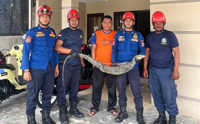 Biawak Hampir Masuk Rumah Warga, Tim Rescue Damkar Bontang Bertindak Cepat