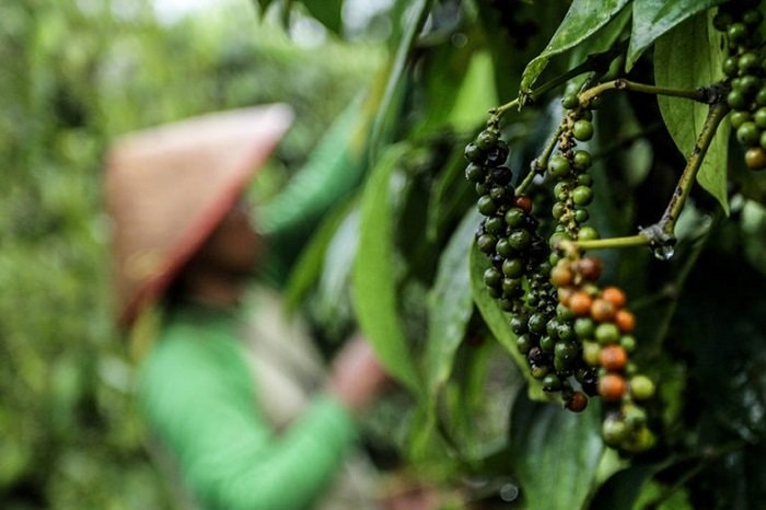 Kaltim Target Kembangkan 2.320 Hektare Perkebunan Rakyat
