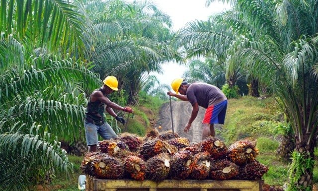 Lima Daerah di Kaltim Terima Bantuan Intensifikasi, Luasnya 1.300 Hektare Lahan Sawit