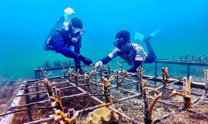Pupuk Kaltim Bawa Kisah Sukses Restorasi Terumbu Karang Bontang ke Forum Dunia