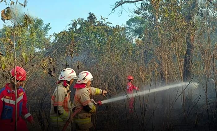 Kebakaran Lahan Sasar Bontang Lestari, Listrik PLN Sempat Terancam