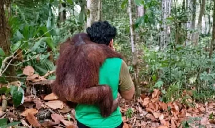 Detik-Detik Petugas Gendong 11 Orang Utan Selamat dari Kepungan Asap Karhutla Kaltim