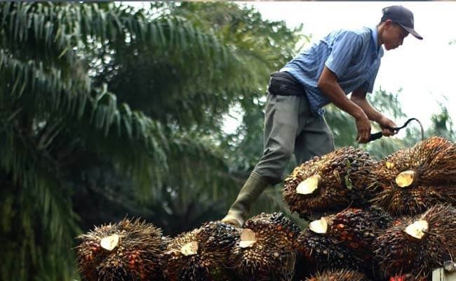 Kaltim Punya 3 Juta Hektare Sawit, Gubernur Ajak Taiwan Masuk Industri Hilir