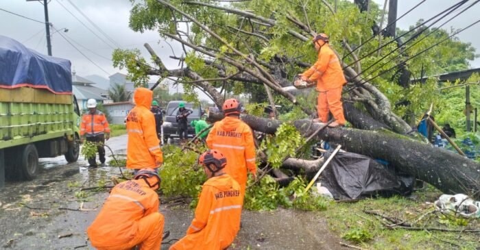Pohon Tumbang, Akses Jalan Poros Kabba Pangkep Sempat Lumpuh