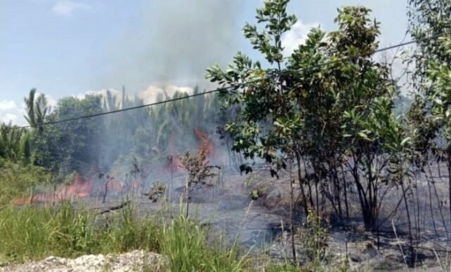 Karhutla Mulai Terjadi di Kaltim dan Kaltara, Total 8 Hektare Lahan Terbakar