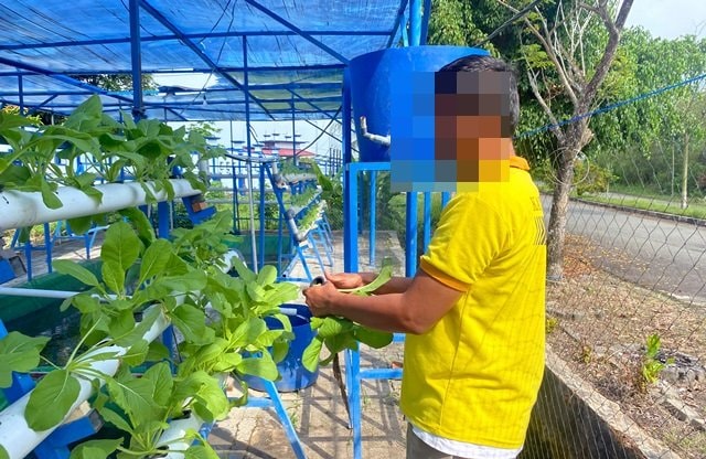 Meski di Jeruji Besi, Warga Binaan Lapas Bontang Bisa Panen Sayuran Hidroponik