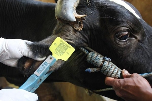 Satu Sapi di Bontang Tunjukan Tanda Klinis PMK Langsung Dipotong