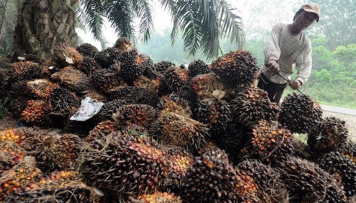 Petani Kaltim Diminta Bermitra dengan Pabrik Kelapa Sawit