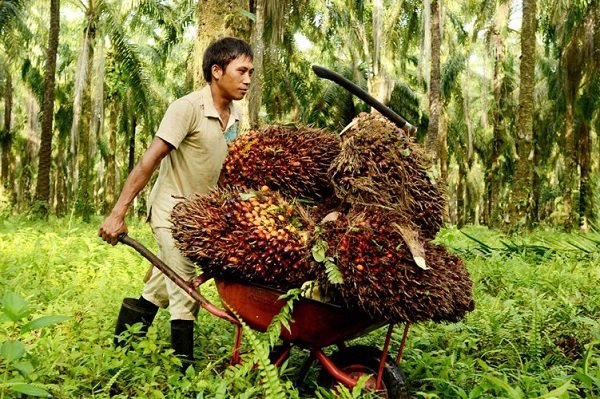 Sektor Perkebunan Kaltim Tempati Posisi Keempat dalam PDRB