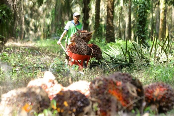 Harga TBS Sawit Kaltim Naik Akhir Januari 2026, Pendapatan Petani Ikut Terdongkrak
