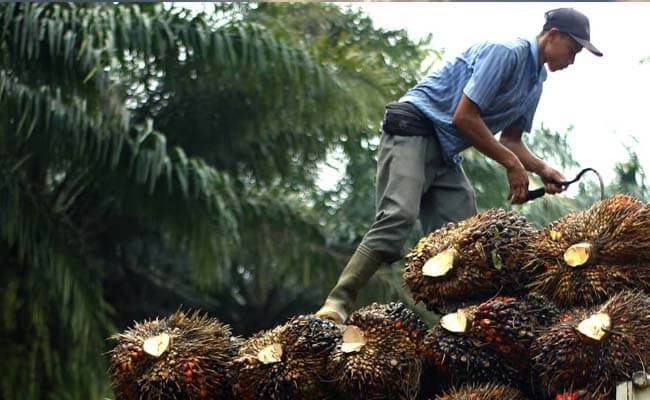 Harga TBS Sawit di Kaltim Turun Awal Januari