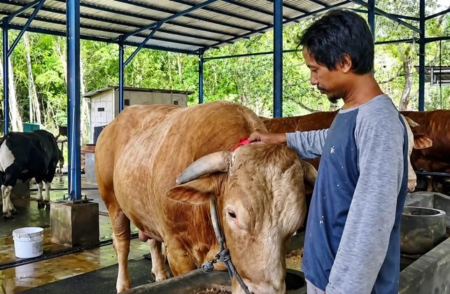 Presiden Prabowo Kirim 13 Sapi Kurban ke Kaltim, Di Samarinda Bobotnya 1,07 Ton