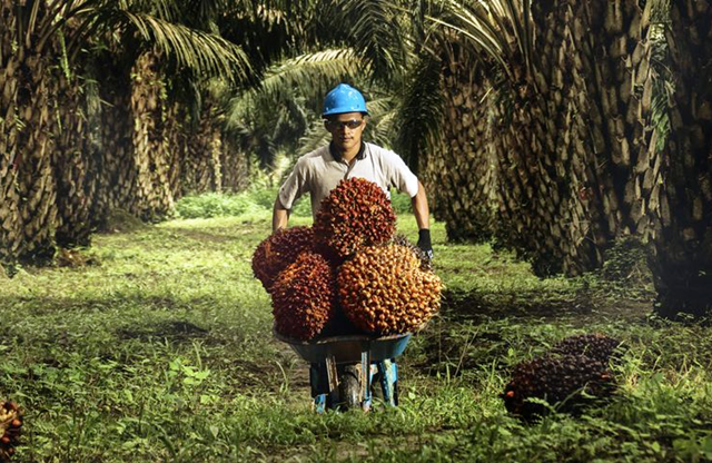 Harga TBS Sawit di Kaltim Naik hingga Rp3.252 per Kilogram