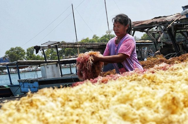 Industri Pengolahan Rumput Laut Pertama di Kaltim bakal Dibangun