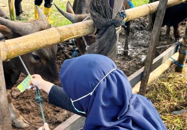 Jangan Tertipu Ukuran, Stiker “Sehat” jadi Penanda Hewan Kurban Layak di Bontang