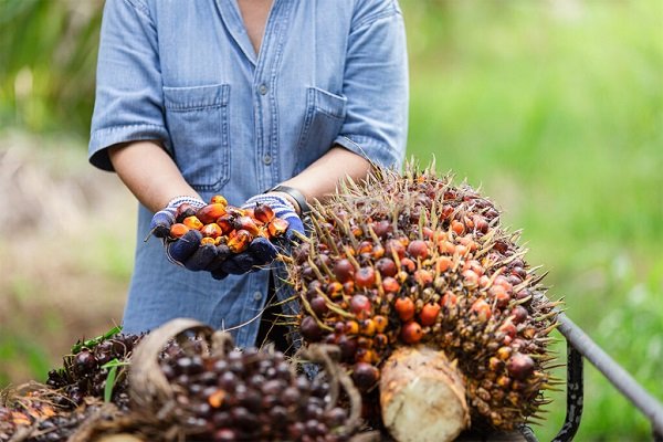 Daftar Harga TBS Sawit di Kaltim Berdasarkan Umur Pohon Desember 2024