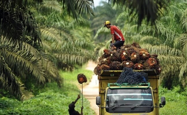 Harga Sawit di Kaltim Turun Lagi