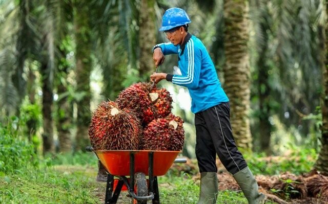 Harga TBS Sawit Kaltim Kembali Naik, Petani Plasma Mulai Tersenyum