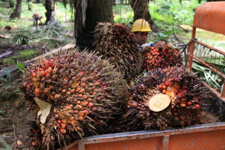 Harga TBS Merosot, Kredit Lapangan Usaha Pertanian Kaltim Mulus