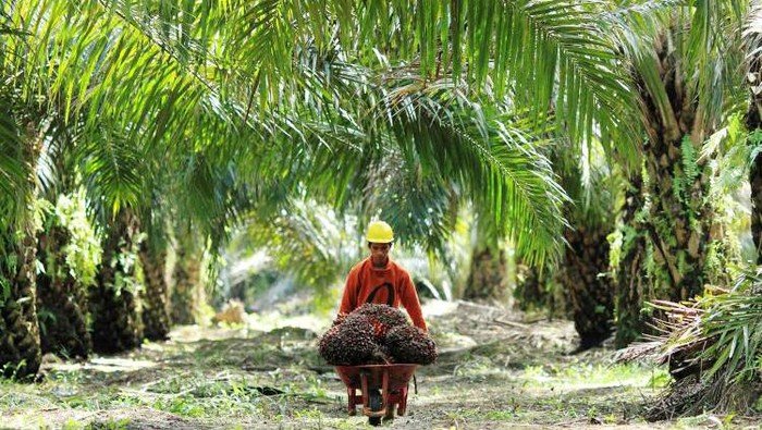 Harga TBS Sawit Kaltim Naik Semua Umur