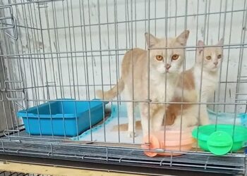 Demi Pelihara Kucing Terlantar, Pemuda di Samarinda Rela Rogoh Rp 600 Ribu untuk Sewa Kontrakan Khusus