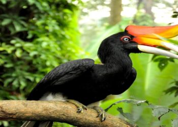 Enam Spesies Hewan di Kalimantan Timur Nyaris Punah