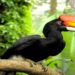 Enam Spesies Hewan di Kalimantan Timur Nyaris Punah