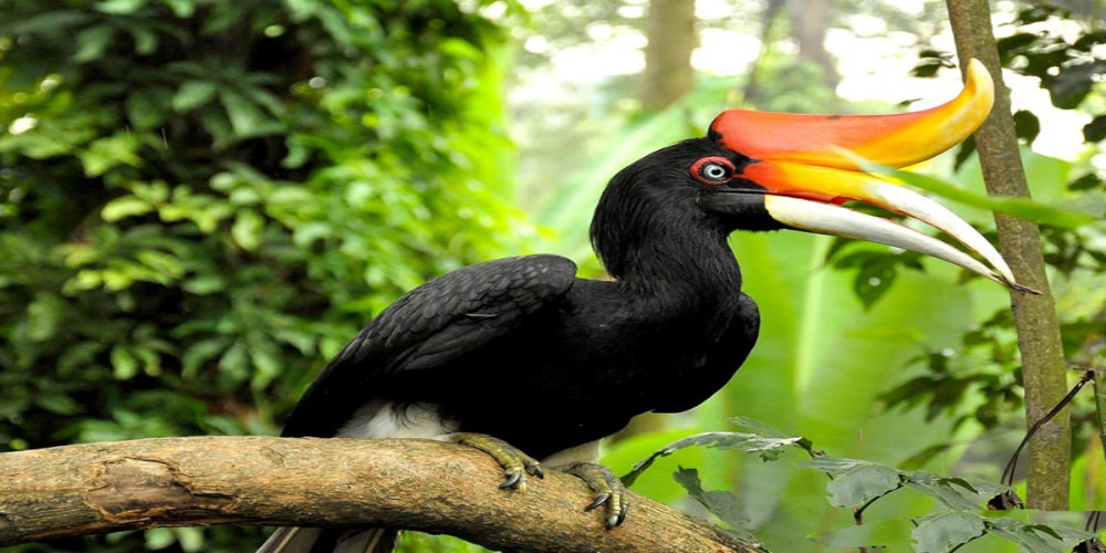 Burung Enggang Kalimantan - Hewan Endemik
