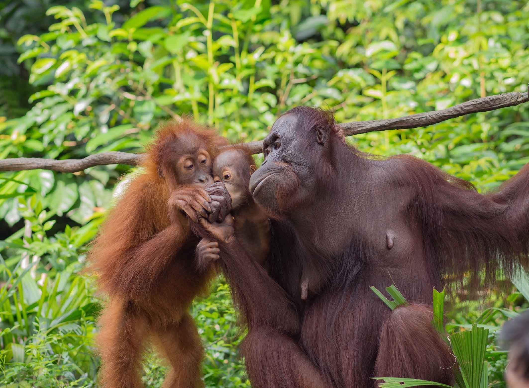 Orang utan