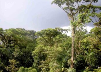 Indonesia Terima US$ 100 juta untuk Kurangi Emisi Karbon di Kaltim