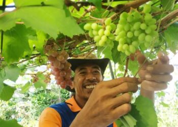 Belajar dari Youtube, Warga Bontang Ini Wujudkan Impian Miliki Kebun Anggur