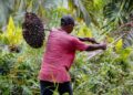 Harga Sawit Hancur, Petani Kutim Tercekik Biaya Pupuk Harga TBS Sawit di Kaltim Periode 1–15 Desember 2024 Meningkat Harga TBS Sawit Kaltim Naik, Capai Rp2.410 per Kilogram Kaltim Ekspor 10 Kontainer Limbah Sawit ke Tiongkok Ekonomi Kaltim Diperkirakan Terus Membaik di Kuartal III/2021